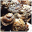 Oysters c/o Pamela Tompsett and helford VMCA
