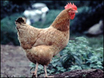 Galinha