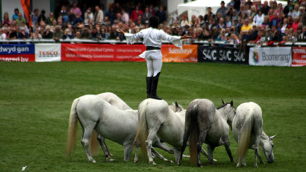 Horses at Liberty