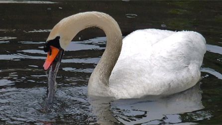 swan_eel.jpg