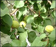 Apricots