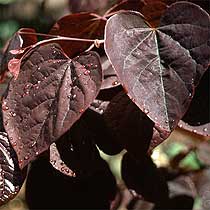 Cercis
