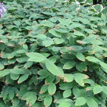 Uvularia