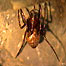 Activities (Index; Spider)