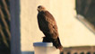 Buzzard, Uig