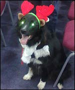 A dog