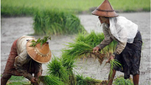 farmer