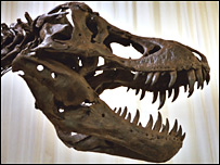 Stan the T. rex 