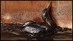 An oil soaked sea bird struggles against the side of a supply vessel at the site fo the Deepwater Horizon oil spill in the Gulf of Mexico 