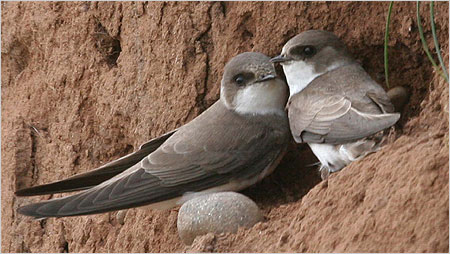 Sandmartins c/o Margaret Holland