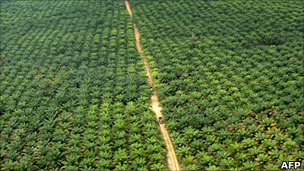 Palm plantation