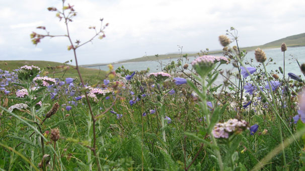 Angela Jones captured this classic windswept view of the Machair flowers on Berneray whilst visiting from Edinburgh with her husband Brod.