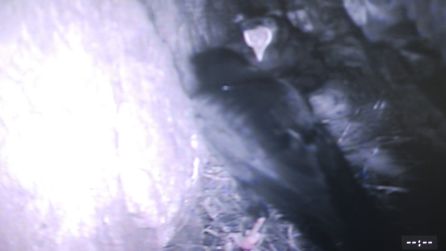 chough_cam.jpg