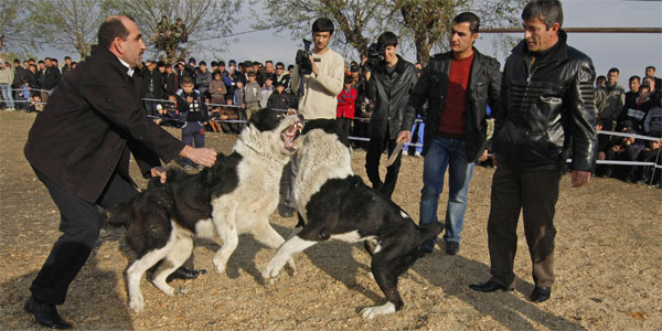 A dog fight