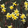 Narcissus pseudonarcissus - a hardy plant