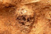The set of remains identified as SK007 excavated in August, 2010 with the first face of the men of Duffy’s Cut.