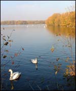 Warwickshire swans
