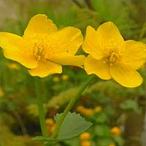 Caltha