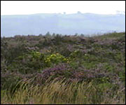 Bovey Heath