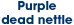 Purple dead nettle