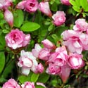 Evergreen Azalea