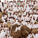 Arafat