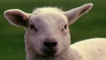 lamb