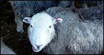 sheep