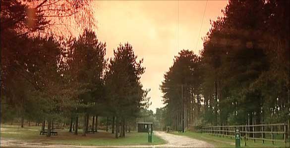 Thetford Forest