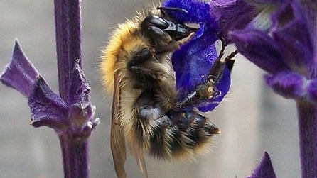 common_carder_bee_ash_lindo.jpg