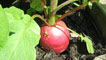 Radish