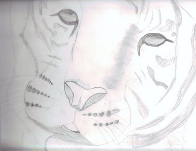 my special tiger