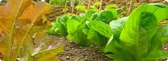 Lettuces