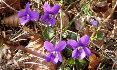 dogviolets.jpg