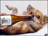 Kwispelbier