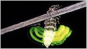 Glow Worm c/o John Tyler/Galaxy