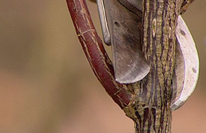 Pruning