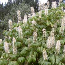 Aesculus