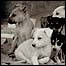 Foto do livro 'Stray Dogs' (Foto: Traer Scott)