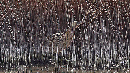 bittern_moses.jpg