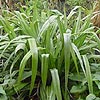 Astelia chathamica 'Silver Spear'