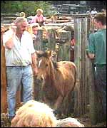 The horse fair.