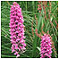 Common Orchid c/o Englsih Nature and Wakely