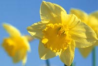 Daffodil