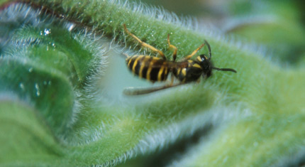 Wasp.