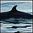 Whale watching
