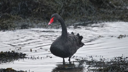 blackswan_ralph_hillard.jpg