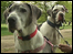 Great Dane Walk at Elvaston Castle