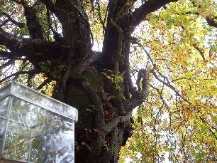 glasstree1.jpg