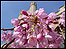 Cherry blossom